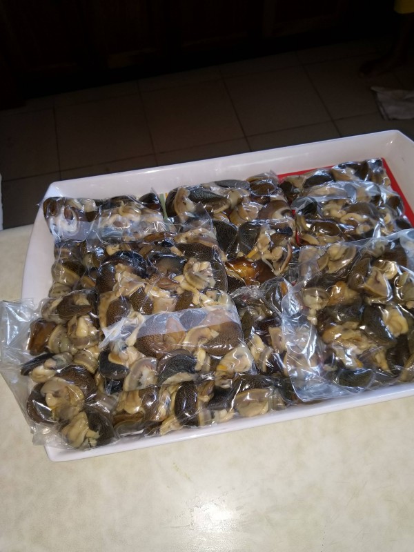 GEFRORENE GEREINIGTE SCHNECKEN from Ghana
